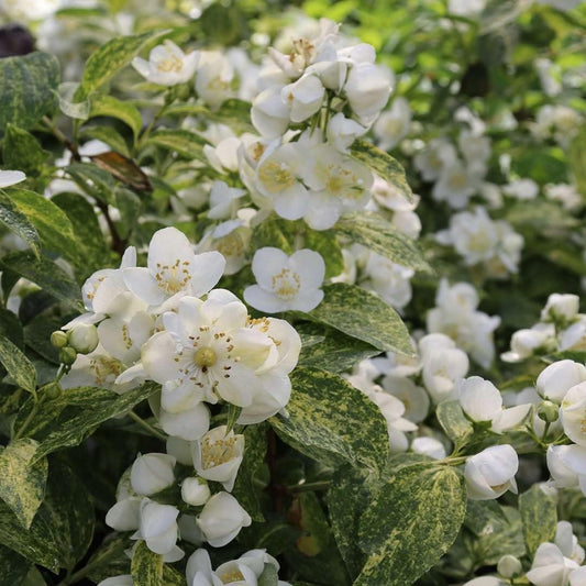 Illuminati Sparks™ Mock Orange - Philadelphus - Proven Winners - 4" Pot