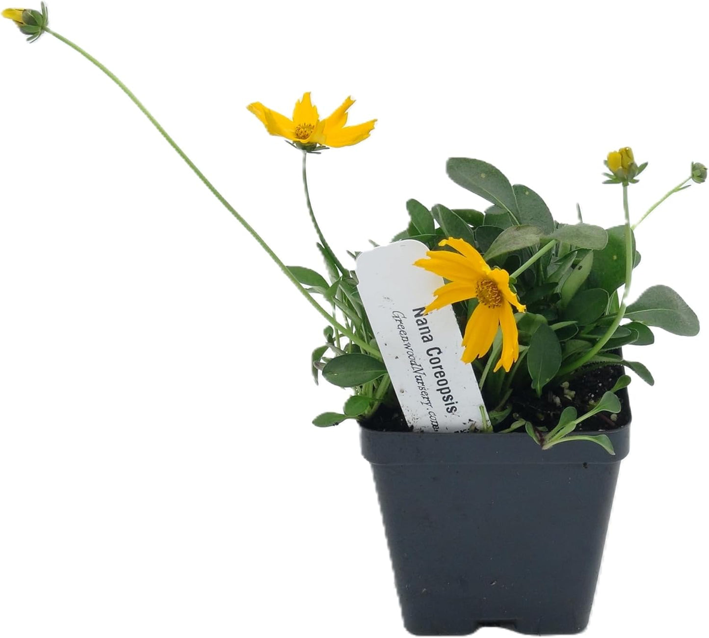 Greenwood Nursery: Live Perennial Plants - Nana Mouse Ear Tickseed + Coreopsis Auriculata - [Qty: 2X Pint Pots] - (Click for Other Available Plants/Quantities)