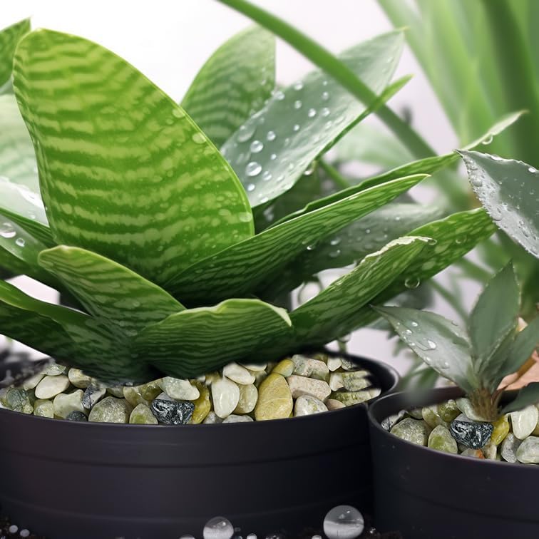 Stonecreek 24 LBS River Rocks (2 x 12 LBS Bags) – Natural Polished Decorative Pebbles, Garden Landscaping Stones for Planters, Vase Fillers, Succulent Pots, Fish Tanks & Terrariums, Jade Medium