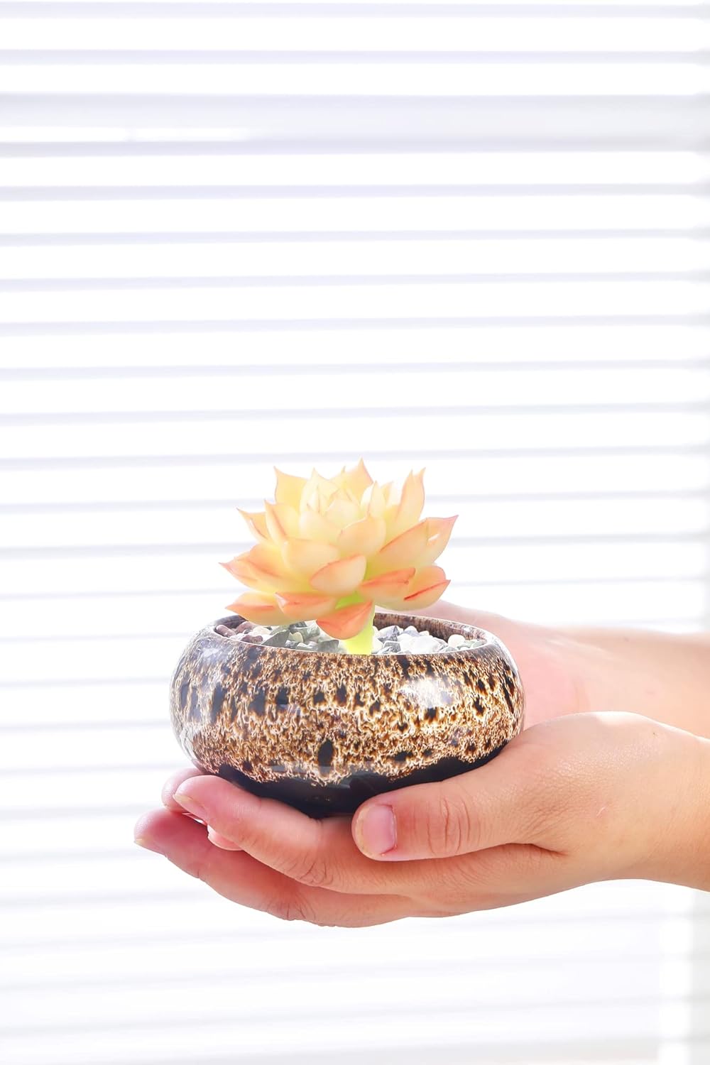 Cute Ceramic Succulent Garden Pots, Planter with Drainage and Attached Saucer, Set of 5 -Plants Not Included (Vivid Colors)