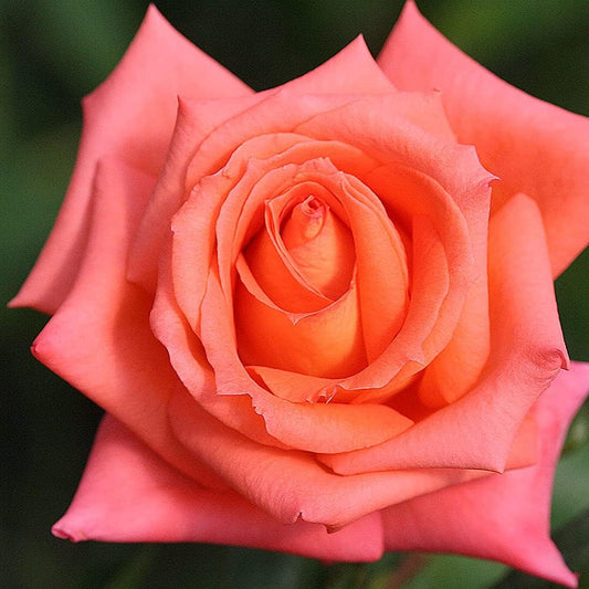 Heirloom Roses Rose Plant - Folklore™ Orange Rose Bush, Hybrid Tea Live Plant for Planting Outdoors