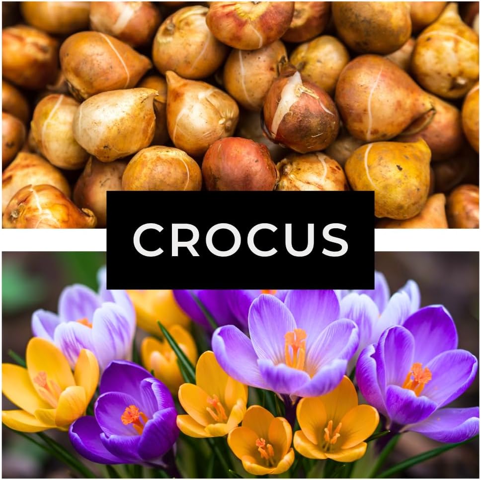 Colorful Crocus Blend Bulbs for Planting - Stunning Early Spring Blooms (50 Bulbs)