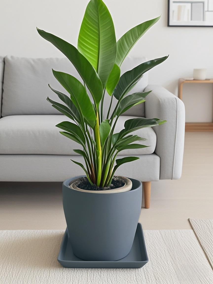 Square Plant Saucer 12 Inch 1 Pack，Plant Trays for Pots, Gray Ceramic Plant Saucers for Indoors Outdoors, Plant Drip Tray 4 6 8 10 12 14 Inch