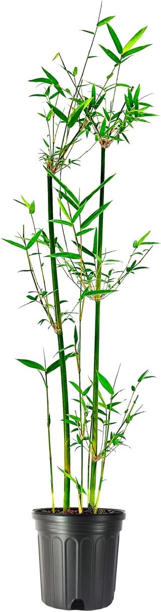 Green Hedge Clumping Bamboo Plant - Bambusa Multiplex - One Gallon Size - Non-invasive Form