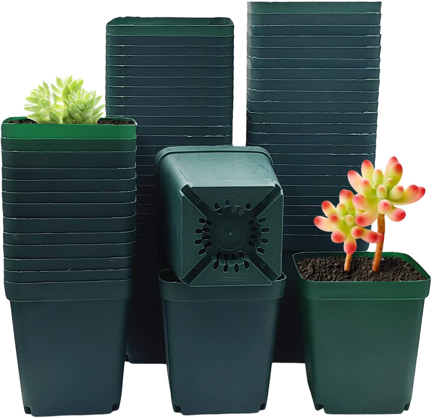 Square Nursery Succulent Pots 4 Inches 60 Pcs Deep Flower Plant Nursery Seedling Grow Pots Plastic with Drainage (Green, 4Inches, 60Pcs)