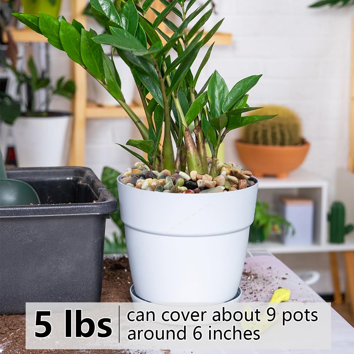 5LB Succulent and Cactus Colorful Pebbles, 3/8 Inch Pebbles for Indoor Plants, Natural Decorative Polished River Rocks for Vases, Planters and Outdoor Gardening