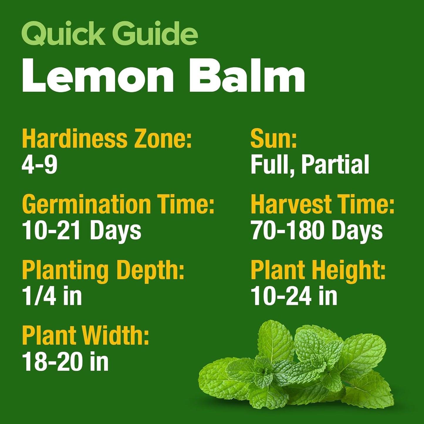 HOME GROWN Lemon Balm Seeds– 806 𝗡𝗢𝗡-𝗚𝗠𝗢 Heirloom Seeds for Planting – Melissa officinalis Herb for Tea, Garden, Indoor or Outdoor Growing–Plant for Pots, Beds & Hydroponics(Melissa officinalis)
