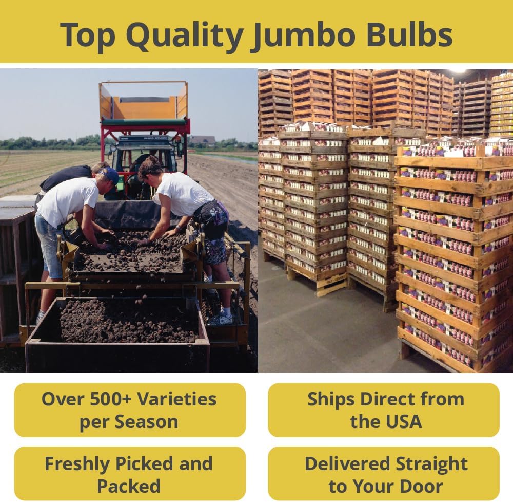 Jurassic Park Reblooming Bearded Iris - Grows Year After Year - Perennial, Fragrant & Great for Cut Floral Arrangements - Easy to Grow Fall Planting Bulbs by Willard & May