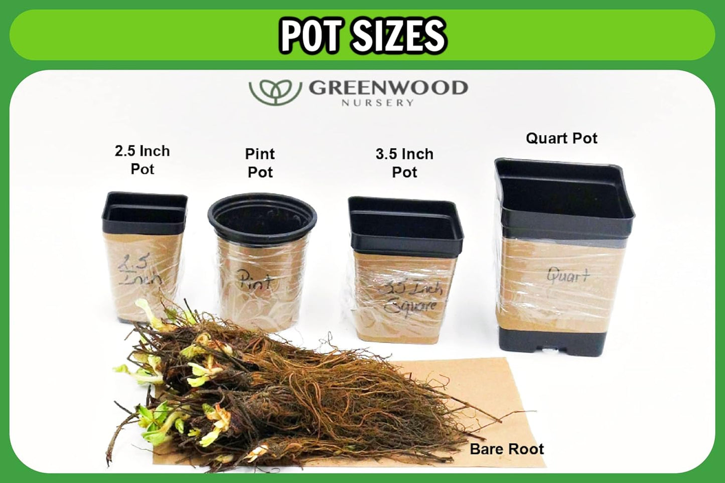 Greenwood Nursery: Live Perennial Plants - Bee Balm Jacob Cline + Monarda Didyma - [Qty: 3X Pint Pots] - (Click for Other Available Plants/Quantities)
