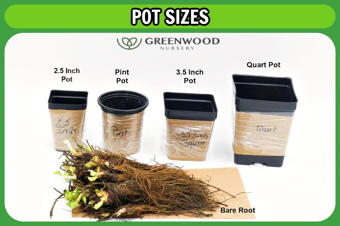Greenwood Nursery: Live Perennial Plants - Phenomenal Lavender + Lavandula x Intermedia - [Qty: 3X Pint Pots] - (Click for Other Available Plants/Quantities)