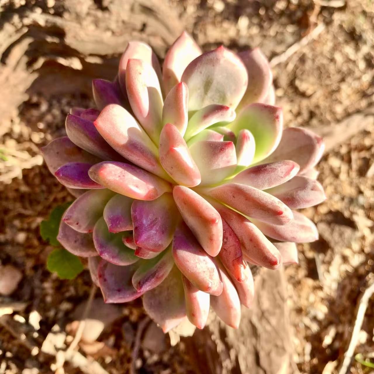 FWPP Live Succulent Echeveria Ariel,3.5 Inches Mini Red Succulents Plants Live,Bare Root Without Pot Soil,Rare House Plants for Gift Party Wedding Garden Baby Shower DIY Decor