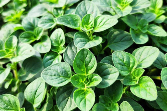 Greenwood Nursery: Live Perennial Plants - Oregano Hot and Spicy + Organum Vulgare - [Qty: 3X Pint Pots] - (Click for Other Available Plants/Quantities)