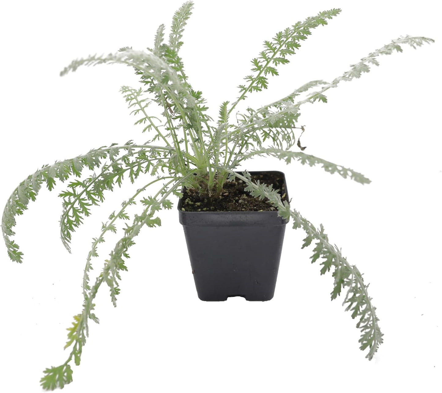 Greenwood Nursery: Live Perennial Plants - Achillea 'Moonshine' Yarrow - [Qty: 2X Pint Pots] - (Click for Other Available Plants/Quantities)