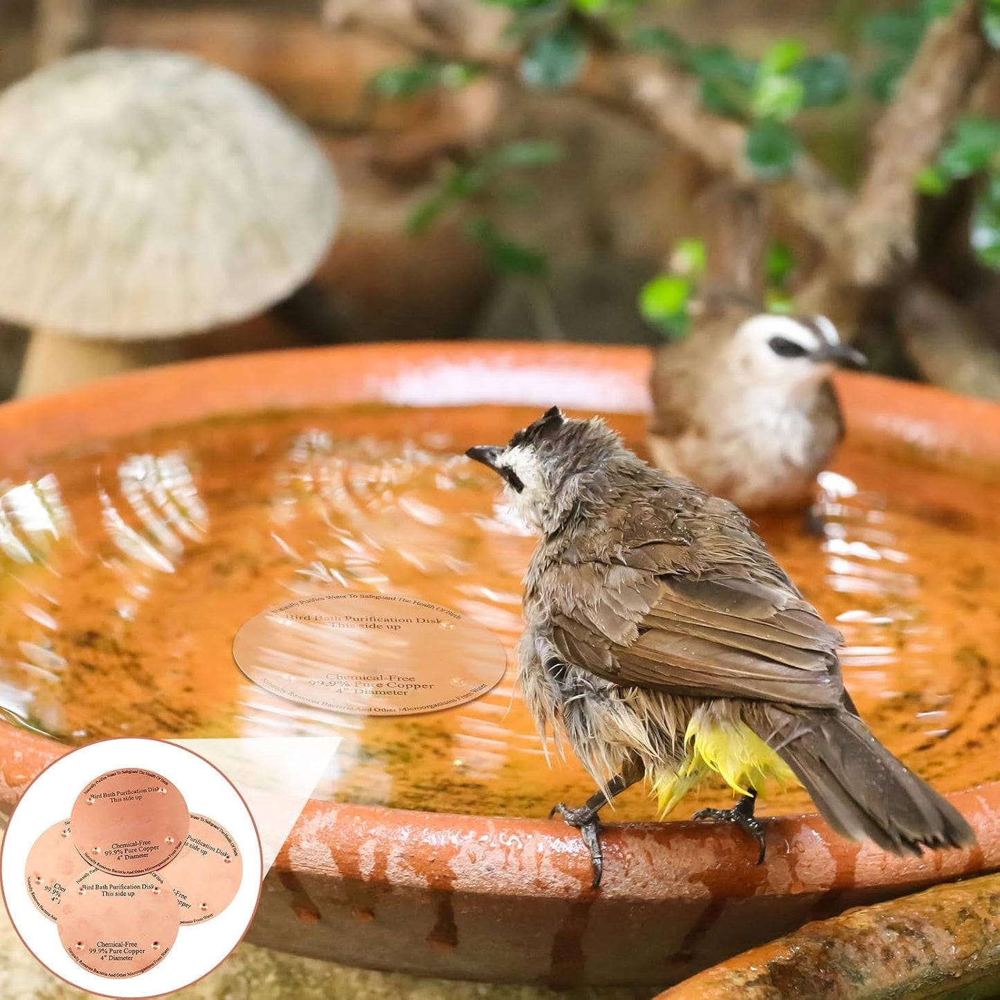 4 Pcs Bird Bath Copper Disk, 0.6mm Thick Reinforced 99.99% Pure Copper Birdbath Purification Disk, with 4 Point Support for Outdoor Birdbaths Bowls Cleaner, 4 Inch (Classic)