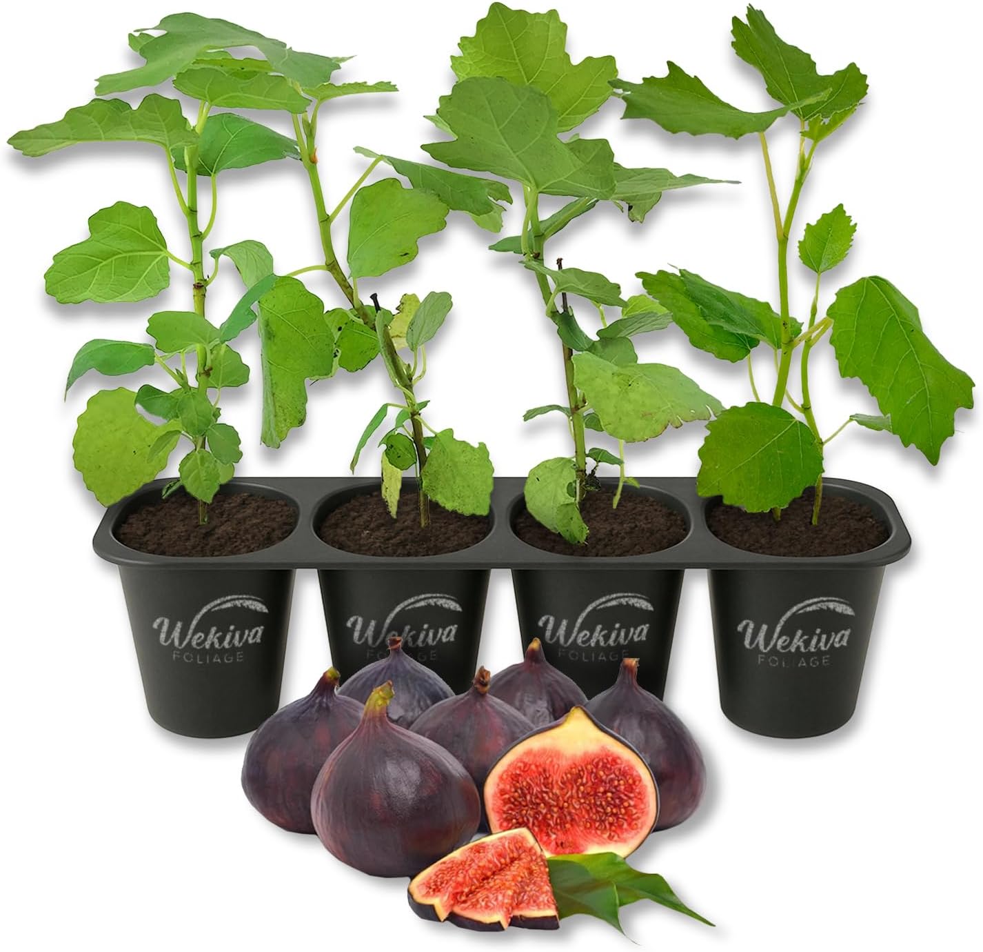Ischia Fig Tree - 4 Live Starter Plants - Ficus Carica - Edible Fruit Tree for The Patio and Garden