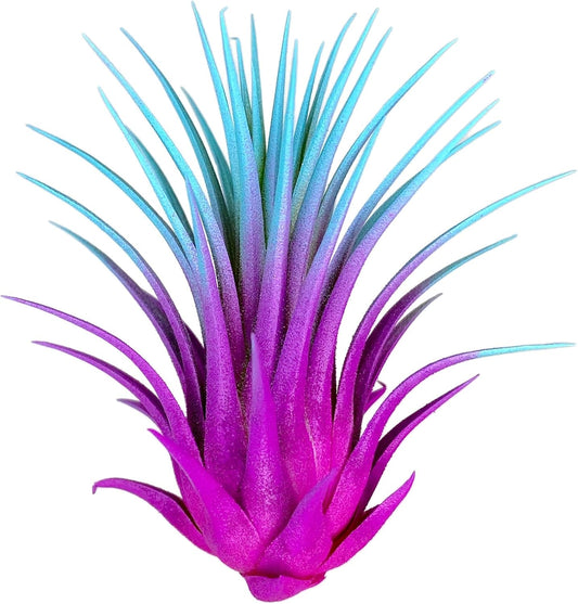 Ionantha Guatemala Tillandsia Air Plant, Guatemala Tillandsia Live Airplant, Healthy Arrival Guaranteed, Great Indoor Plant, Home Decor & Gift Rainbow #2