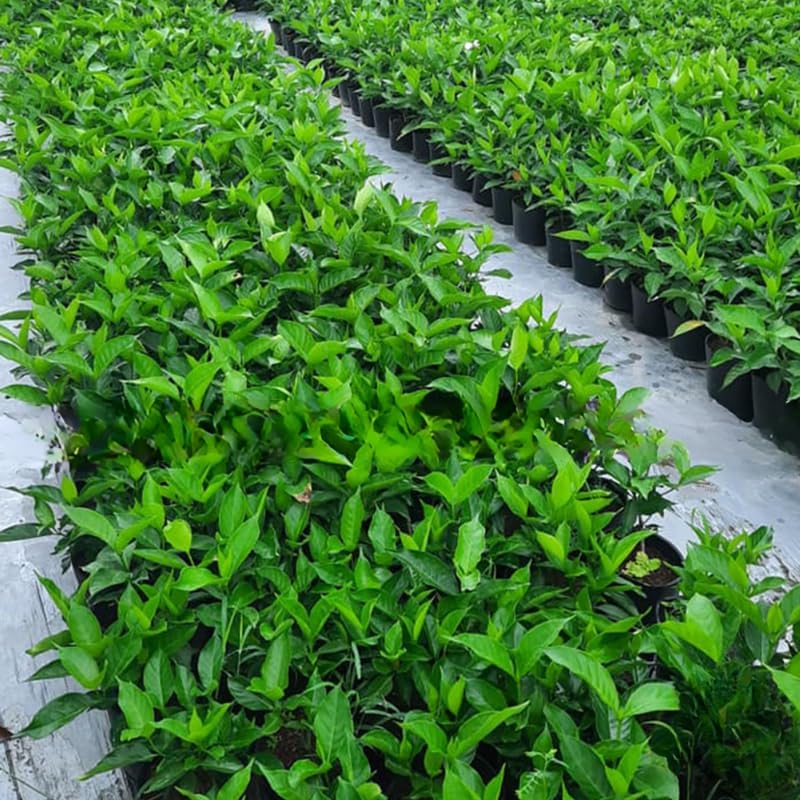 2 Frostproof Jasmine Plants Live, Climbing Jasmine Indoor Outdoor Live, Fragrant, 5-9" in Tall, No Pot, Hardy and Fast-Growing