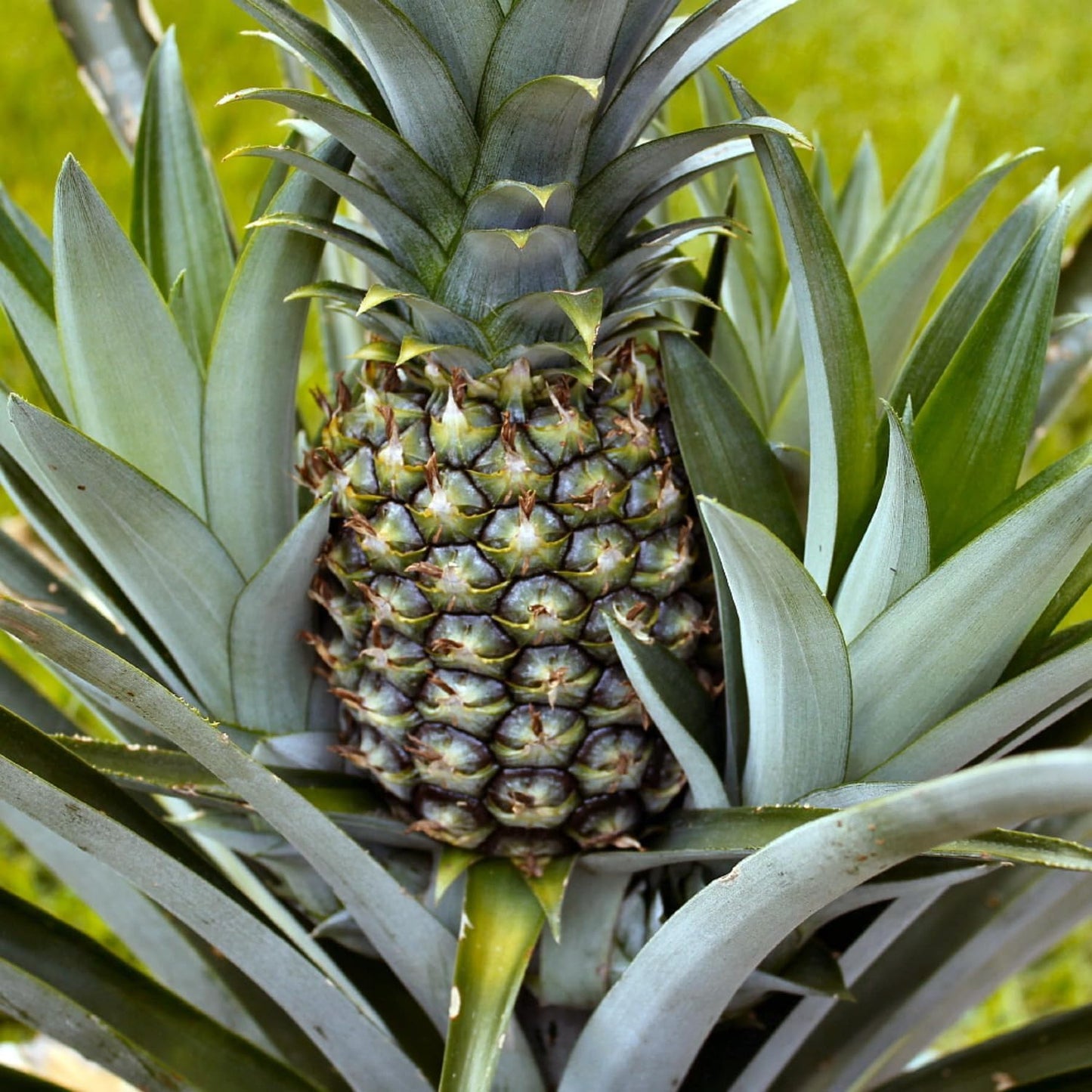 2 White Jade Pineapple Plants Live, 5-9 Inc Tall, Pineapple Fruit Trees Live Plants, Pineapple Seedlings