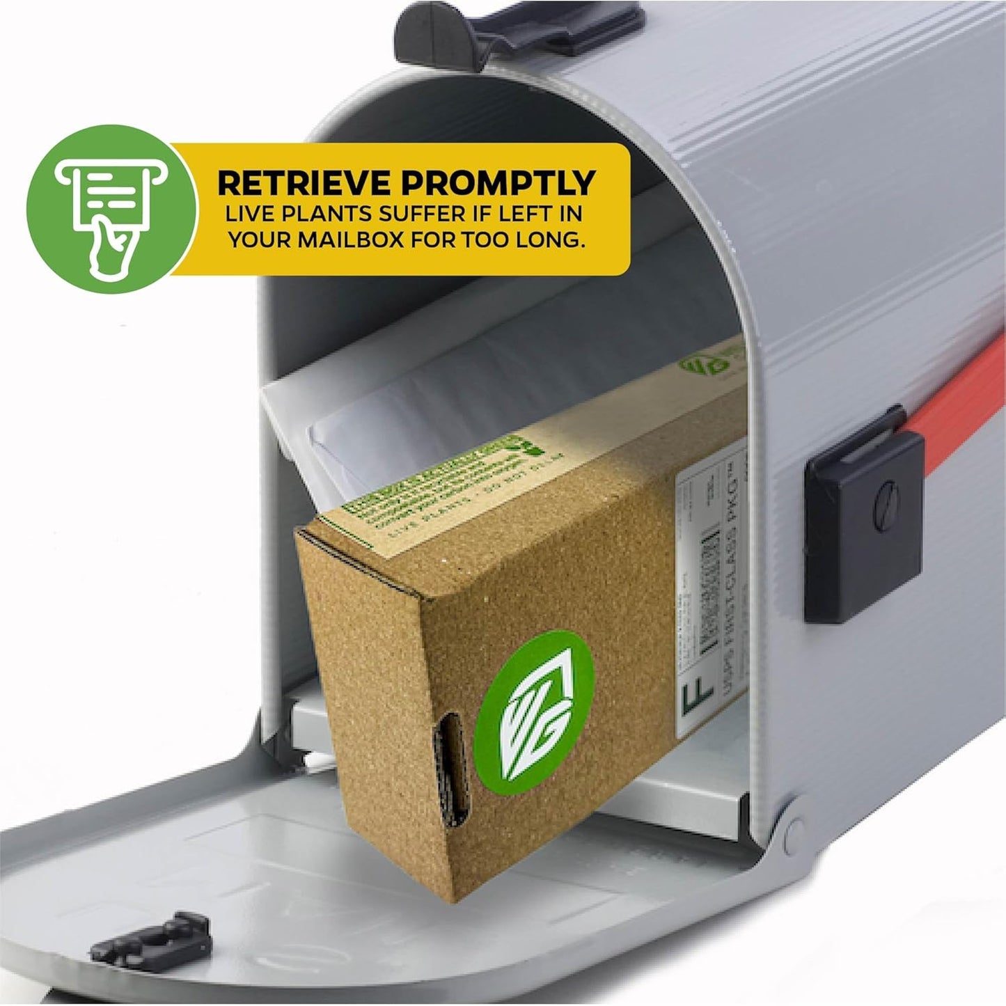 Granadilla Passion Fruit Vine Live Starter Plant - Passiflora quadrangularis by Wellspring Gardens - Climbing Vine with Aromatic Fruit & Stunning Flowers - Ideal for Outdoor & Garden Landscaping