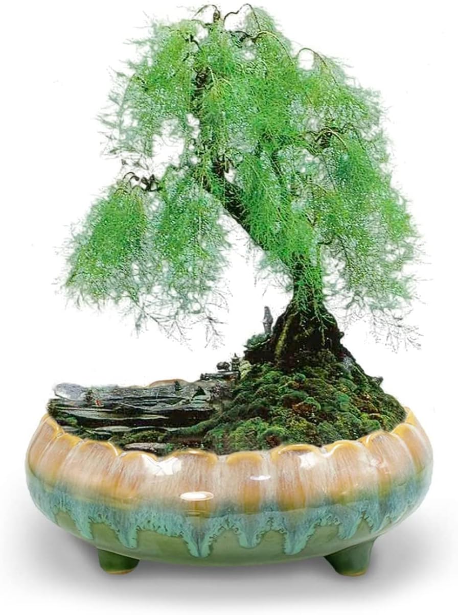 Dahlia 8.3'' Inch Large Shallow Drip Glazed Ceramic Planter/Succulent Pot/Plant Pot, Green