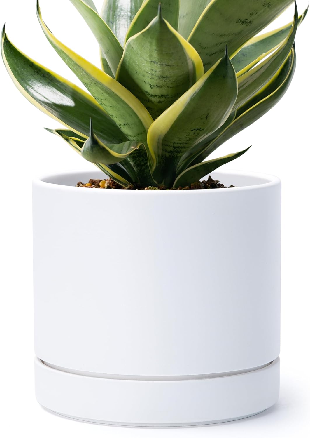 Phoenix Vine 8 Inch Planter Pot with Drainage Hole & Saucer, Deep Water Catch Tray, Straight Cylindrical Round Pot for Plants, Matte White, Pack of 1, 23-B-T-1