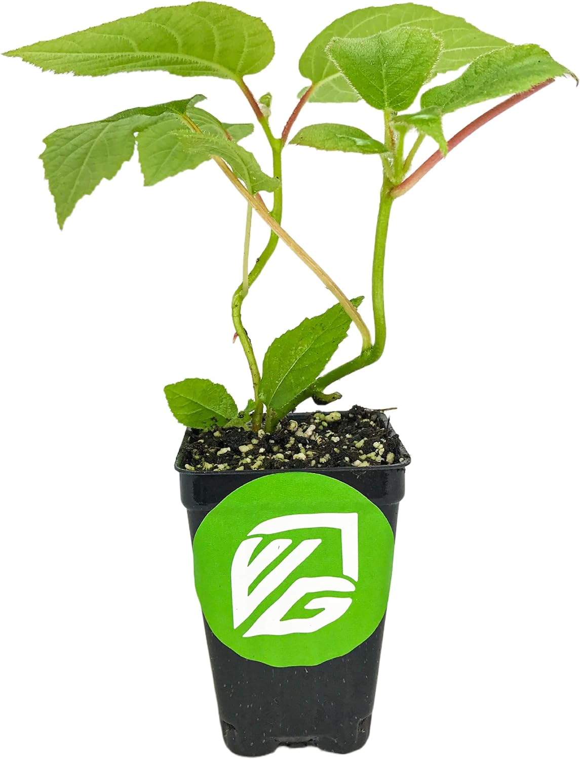 2 Vincent Female Kiwis & 1 Tomuri Male Kiwi (Actinidia chinensis) Bundle by Wellspring Gardens - Thriving Kiwi Plant Pairing - Perfect for Southern Gardens, Pollination Duo