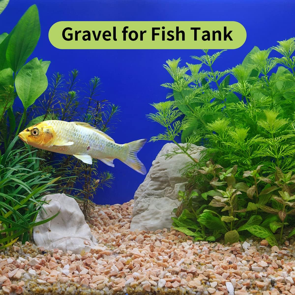 10 LB Natural Pea Gravel Small Pebbles - 3/8 Inch Decorative Pebbles for Indoor Plants,Terrarium Rocks, Outdoor Decorative Rocks, Vase, Succulent Rocks, Aquarium Gravel and Landscaping Rocks