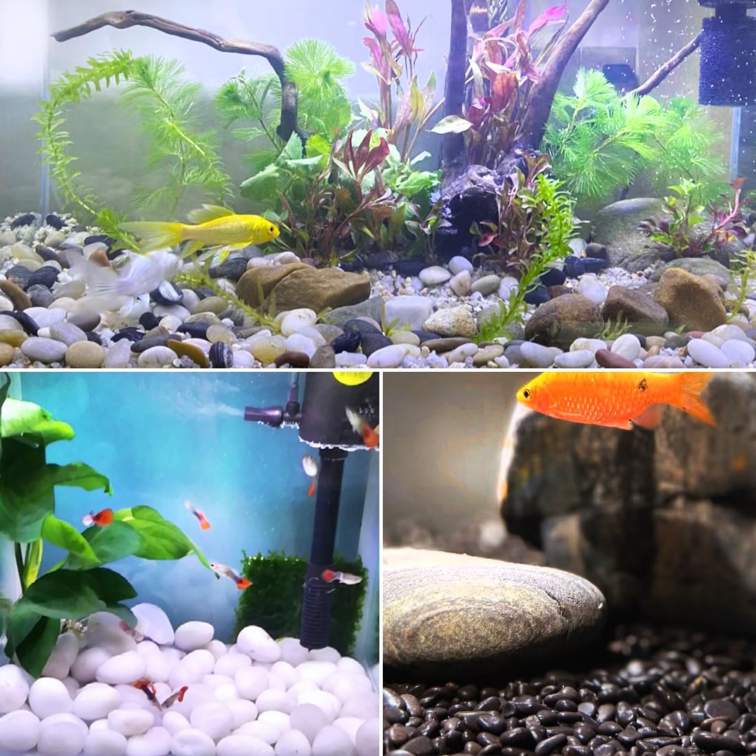 40lbs Large River Rocks Decorative Pebbles,2-3 Inch Mixed Color Pebbles for Indoor Plants,High Polished Stones for Garden Landscaping Outdoor Vase Filler Fish Tank Aquariums and Indoor DIY