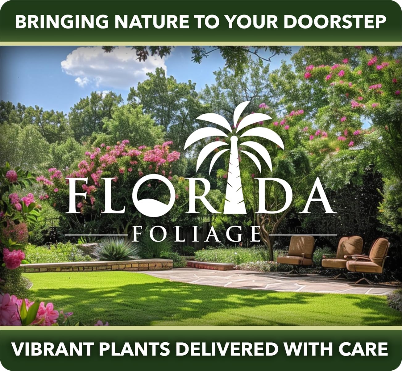 Podocarpus Macrophyllus Japanese Yew | 50 Live Plants | Podocarpus macrophyllus | Privacy Hedge Shrub | Evergreen Landscaping Plants for Gardens & Borders