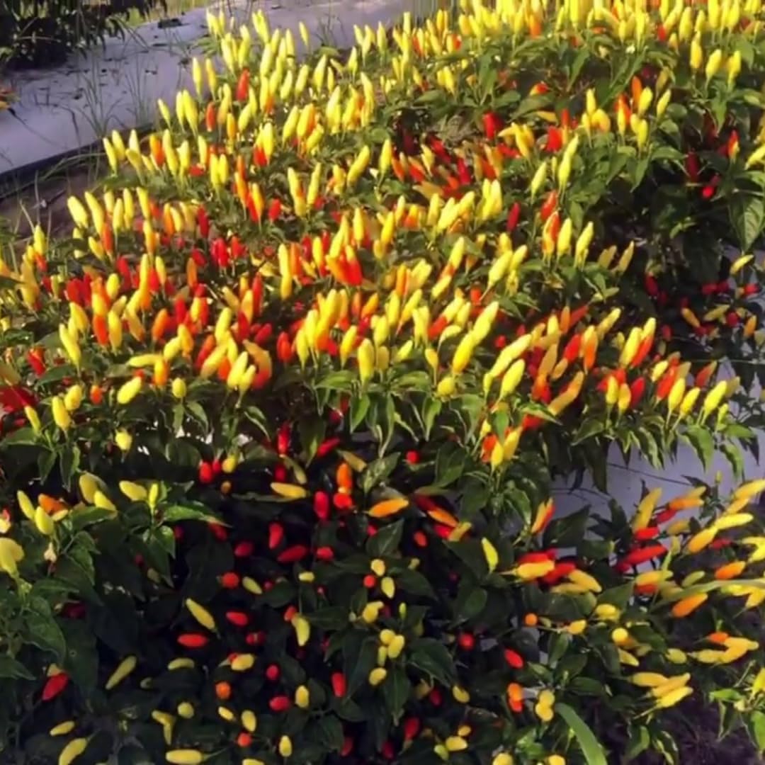 3 Hot Pequin Super Chili Pepper Plants Live in 2.5 Inch Pot for Planting Outdoor