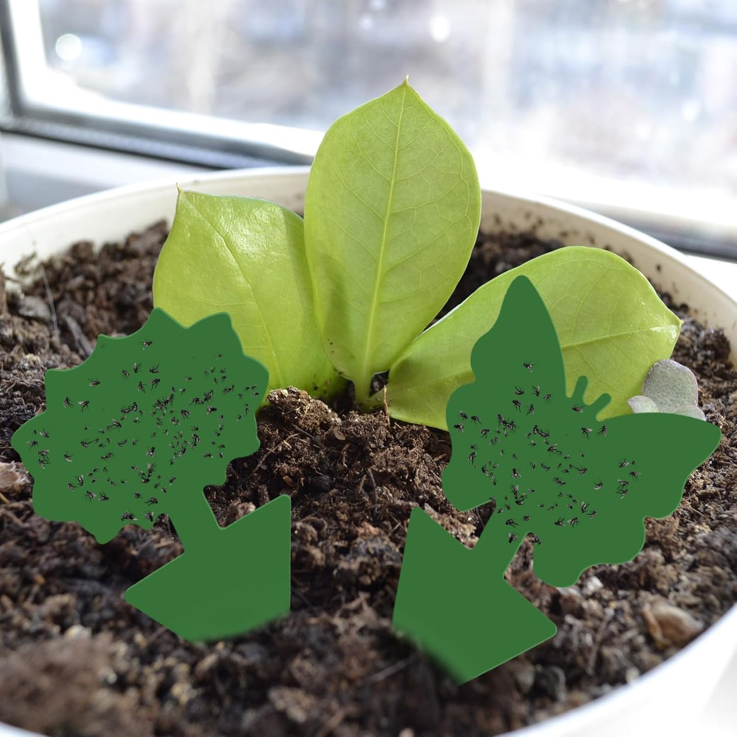 Qualirey 200 Sheets Fruit Fly Sticky Traps for Fruit Fly Gnat Trap for House Indoors Sticky Traps Catcher for Gnats Fungus Gnats Mosquito Catcher for Kitchen Outdoor Plants (Green)