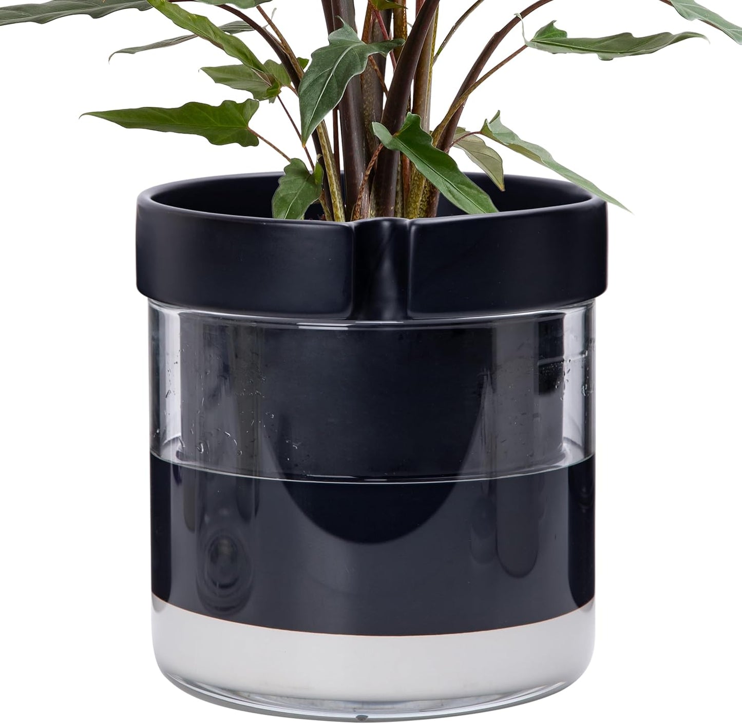 Phoenix Vine 8 Inch Self Watering Terracotta Planter, Black Terracotta Clay Pot with Glass Reservoir for Indoor Plants, Herbs, Flowers, Set of 1, 52-C-H-1