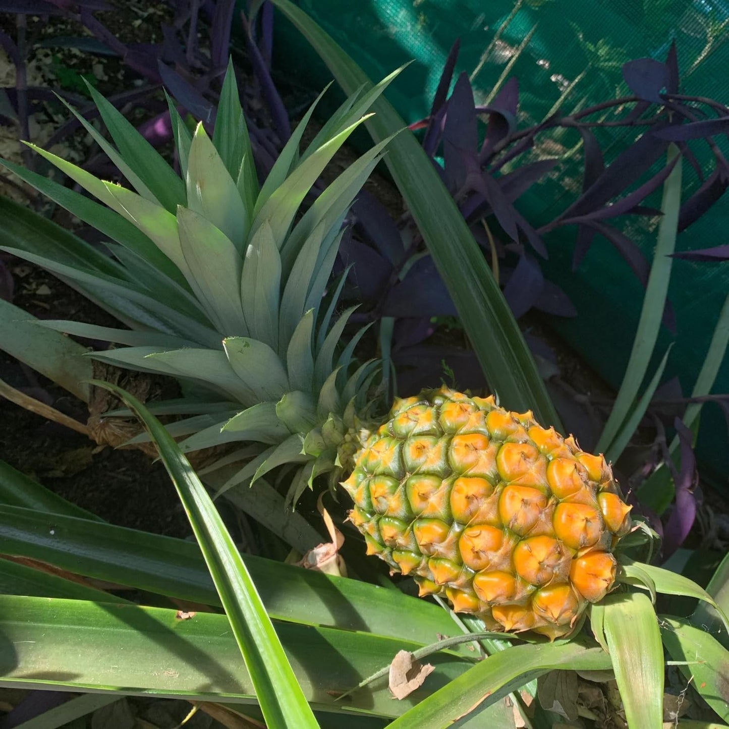 2 Sugarloaf Pineapple Plants Live, 5-9 Inc Tall, Pineapple Fruit Trees Live Plants, Pineapple Seedlings