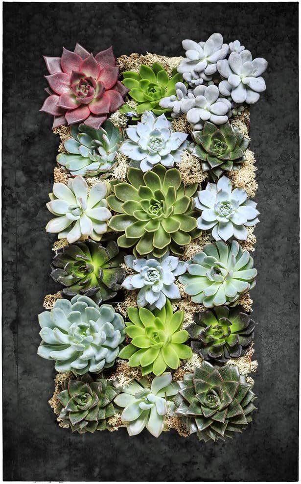 Modern Home Living Wall Galvanized Steel/Zinc Succulent Planter (Black Zinc, 18 Pocket)