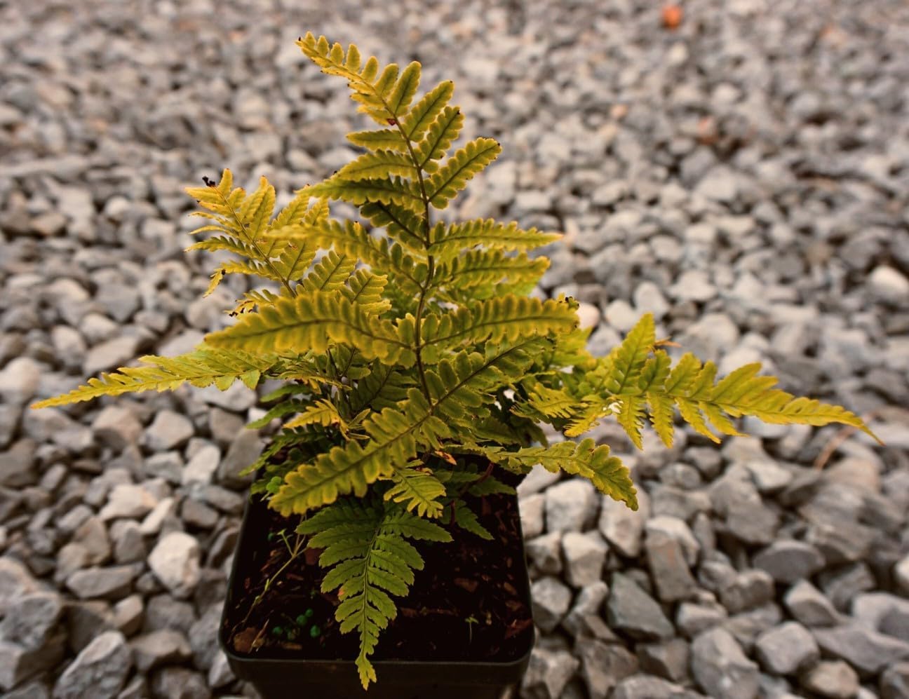 Greenwood Nursery: Live Perennial Plants - Autumn Brilliance Fern + Dryopteris Erythrosora - [Qty: 1x Pint Pot] - (Click for Other Available Plants/Quantities)