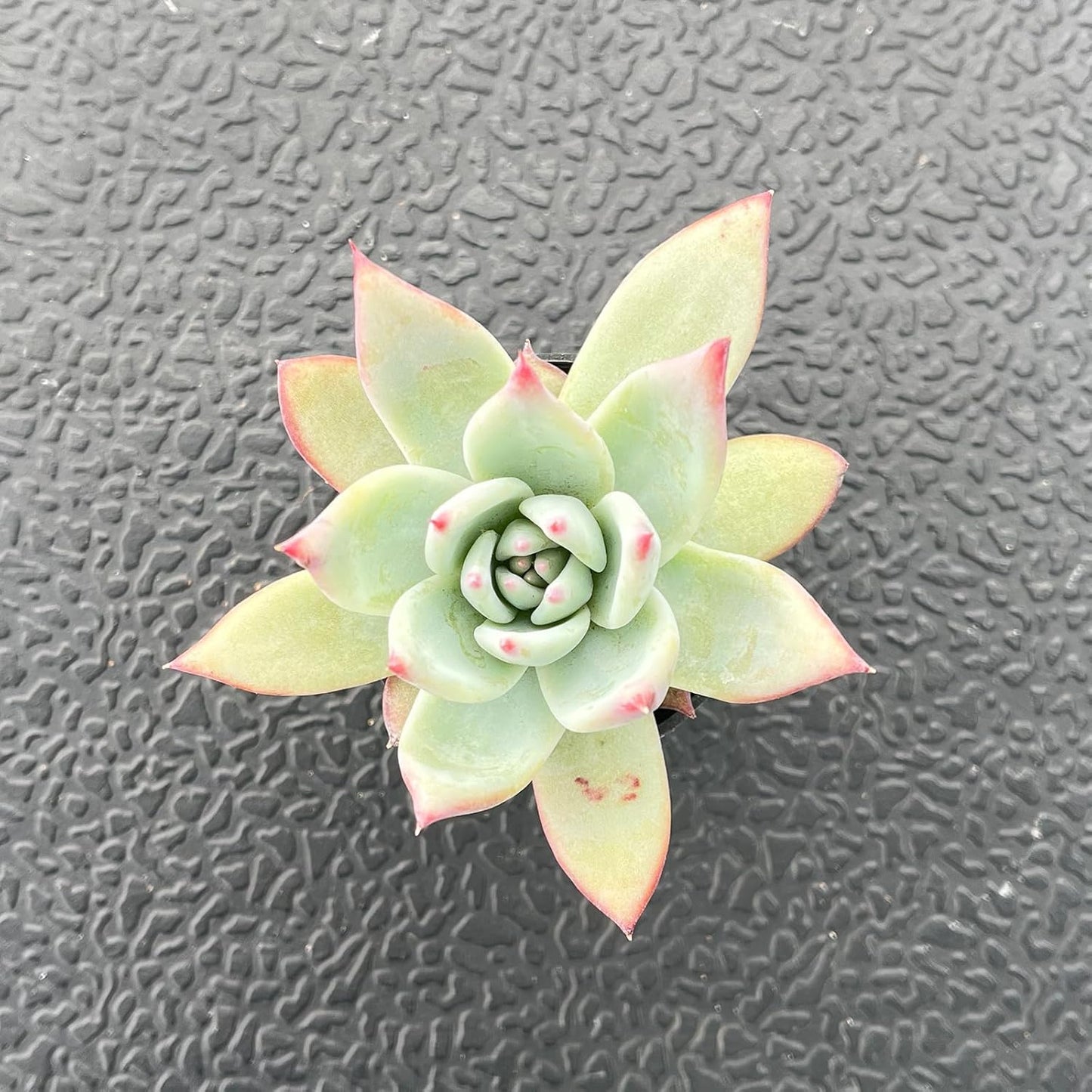 2" Rare Succulent Echeveria Colorata VAR. Brandtii, Live Succulents Plants Fully Rooted in Grower Pots, Unique Gift for Wedding Favor, Party Favor