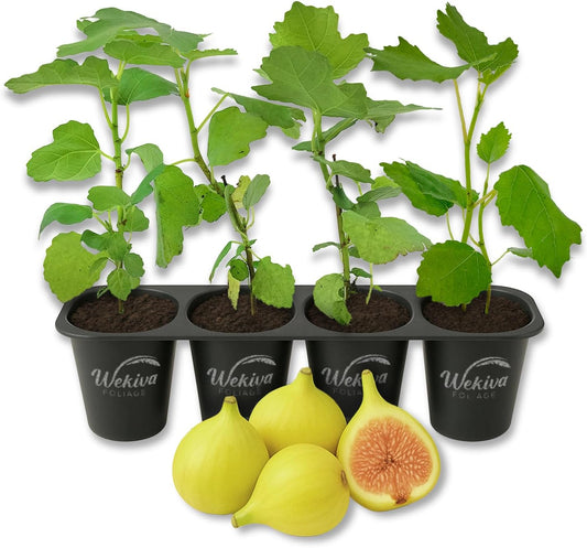 LSU Gold Fig Tree - 4 Live Starter Plants - Ficus Carica - Edible Fruit Tree for The Patio and Garden