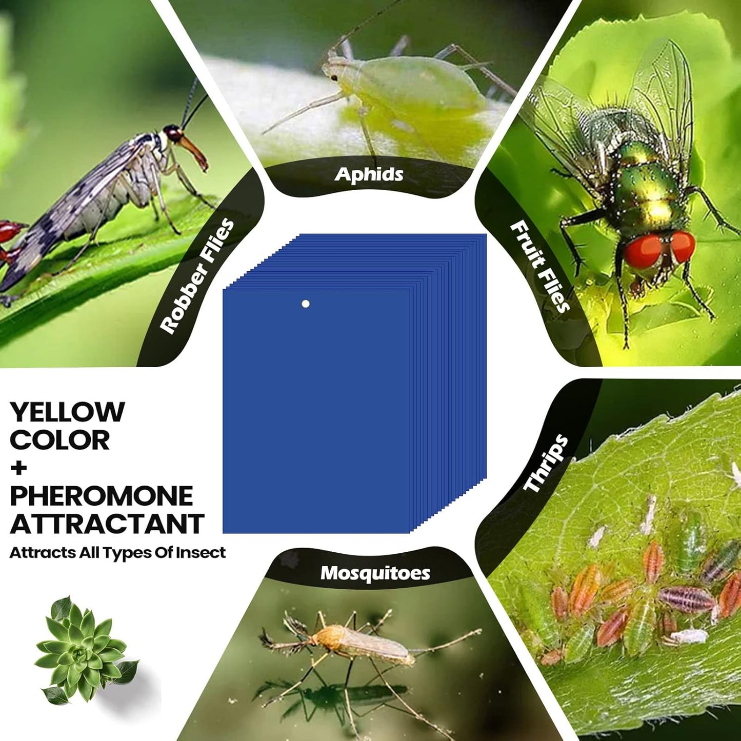 Qualirey 100 Pcs 6 x 8 Inch Sticky Traps for Plant Double Sided Sticky Trap for Gnats with Twist Ties Fly Traps for Fruit Insect Fungus Bugs Indoor Outdoor (Blue)