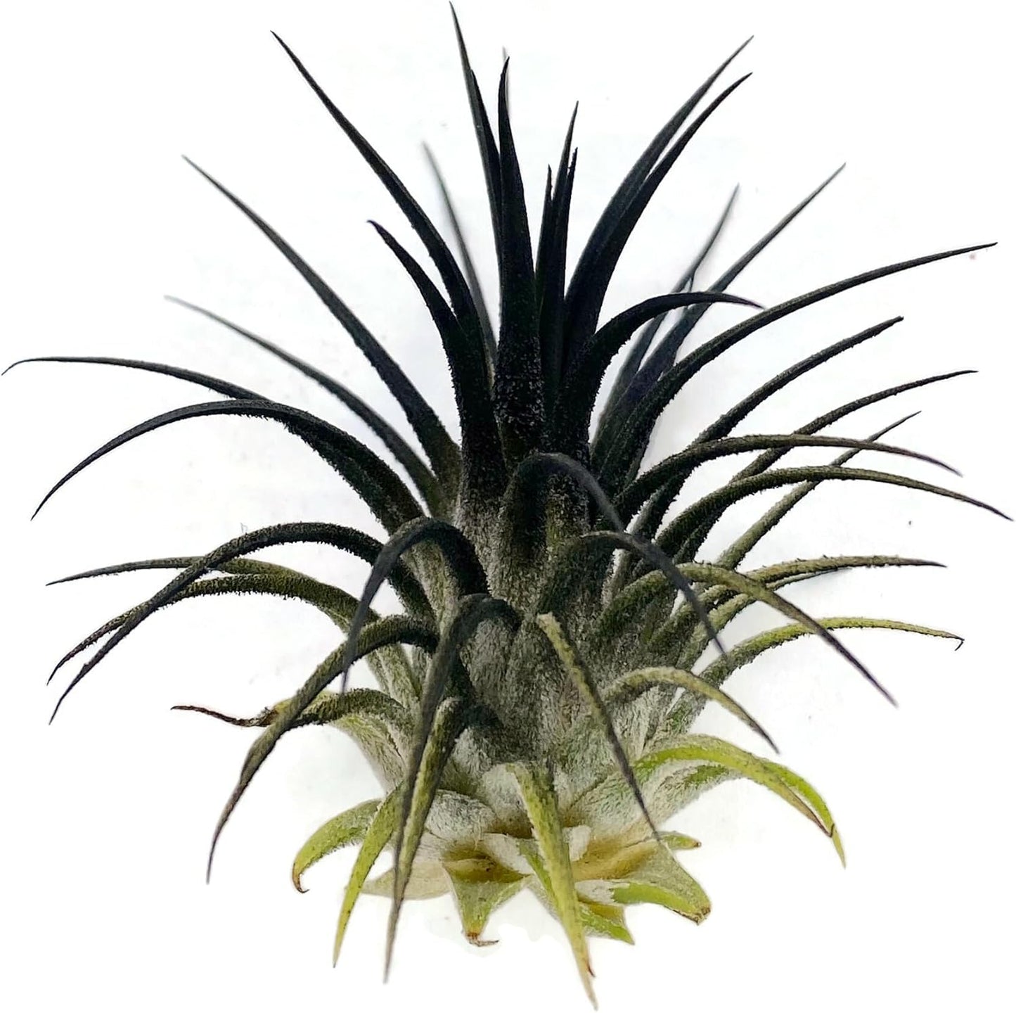 Ionantha Guatemala Tillandsia Air Plant, Guatemala Tillandsia Live Airplant, Healthy Arrival Guaranteed, Great Indoor Plant, Home Decor & Gift (Black)