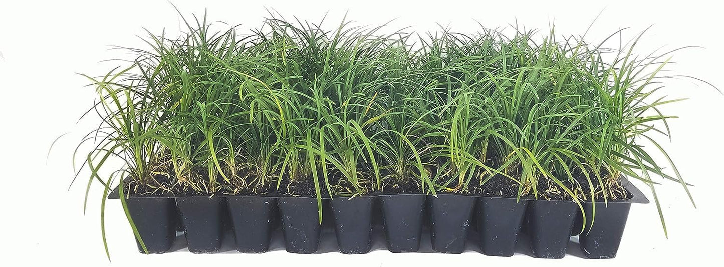 Mondo Grass - 3 Live Plants - Ophiopogon Japonicus - Live Evergreen Groundcover Plants - Shade Loving