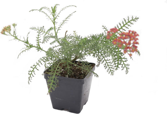 Greenwood Nursery: Live Perennial Plants - Achillea New Vintage Red Yarrow - [Qty: 5X Pint Pots] - (Click for Other Available Plants/Quantities)