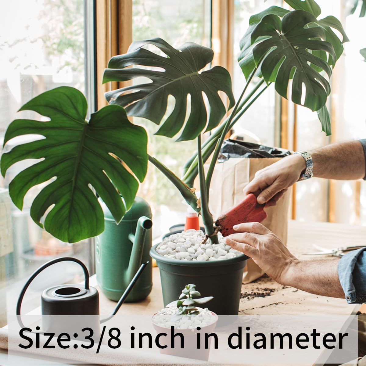 2 lbs White River Rocks for Plants, 3/8 Inch Gravel Pebbles for Plants. Decorative White Stones for Succulents, Cactus, Vase and Outdoor Garden Landscaping