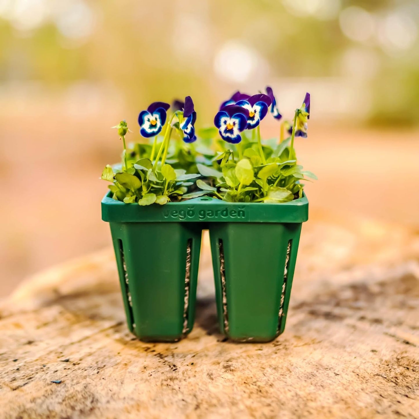 Vego garden Jumbo Seedling Trays Without Lids, 64 Pack Reusable Propagator Growing Starter Tray for Larger Plants, Heavy-Duty Plastic Germination Trays (4-Cell per Tray)