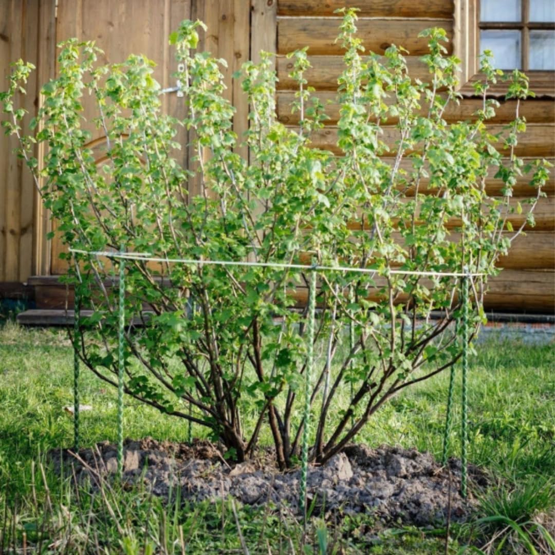 Fiberglass Eco Friendly Garden Stakes (Choose Height/Quantity) – Durable, Lightweight, Tomato, Tree, Strawberry, Plant, Support Fencing Stakes with Patterned Surface 5/16" Diameter (20, 4)