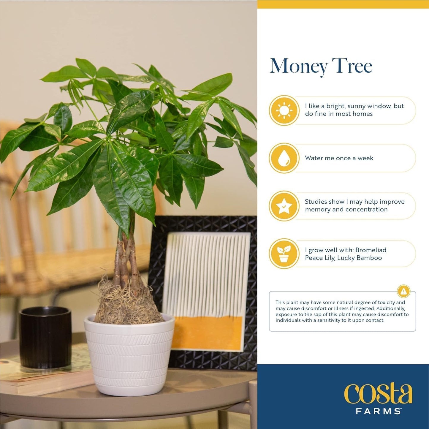 Costa Farms Money Tree Live Plants, Pack of 2 | Easy to Grow Indoor Houseplants in 10-Inch Plant Pots | 3-4 Feet Tall Bonsai | Home, Office, or Room Decor | Birthday, Housewarming Gift