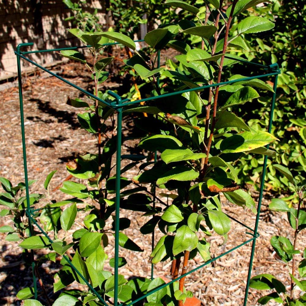 Green Square Folding Tomato Cage Plant Support Stake Tower 12 inch by 46 inch, Pack of 10 Sets