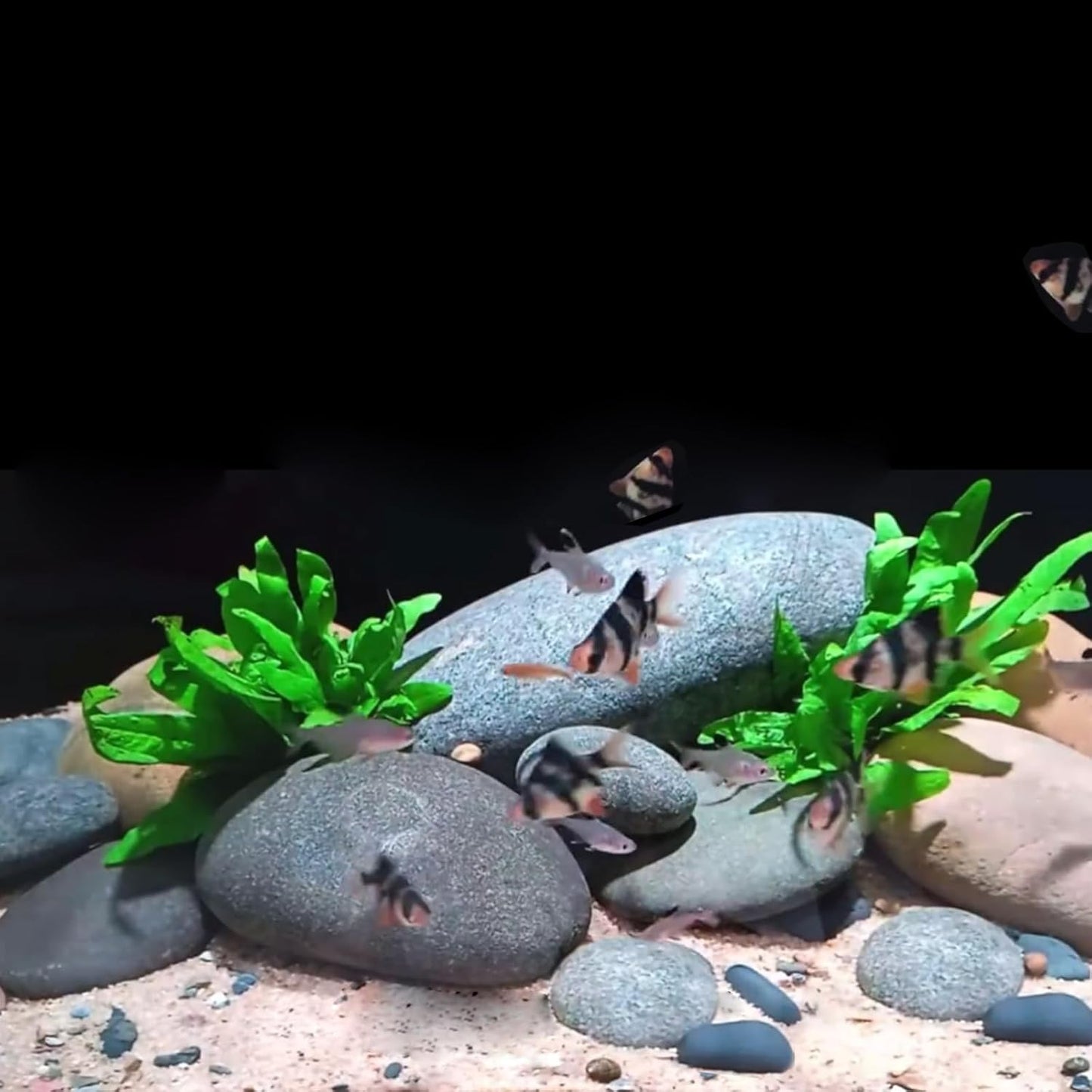 10 Pounds Black River Rocks, 2-3 Inch Black Stones Pebbles for Plants, Landscaping, Garden, Aquarium, Backyard and Indoor Water Fountains