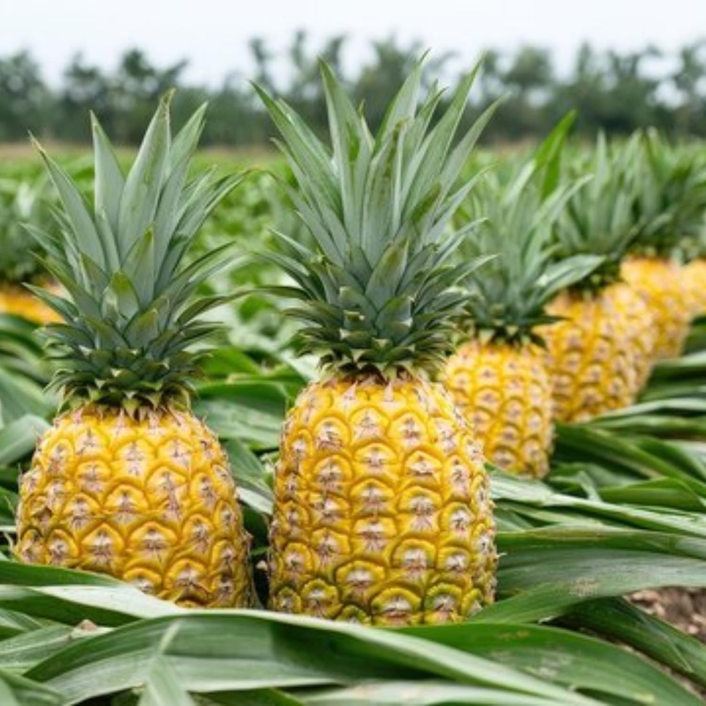 3 Elite Gold Pineapple Plants Live, 5-9 Inch Tall, Tropical Pineapple Fruit Tree Seedlings for Planting