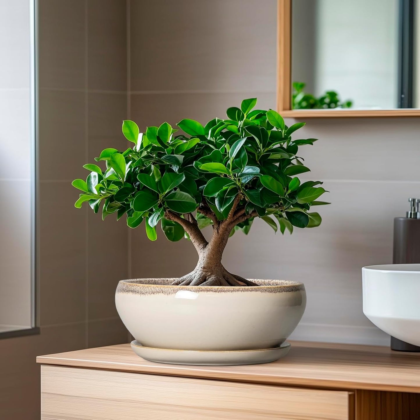 SQOWL Succulent Pots 8 Inch - Ceramic Bonsai Pots for Indoor Plants, Round Shallow Plant Pot with Drainage Hole and Saucer, Bowl Planter Outdoor, Patio Decor, Plant Lover Gifts, Beige