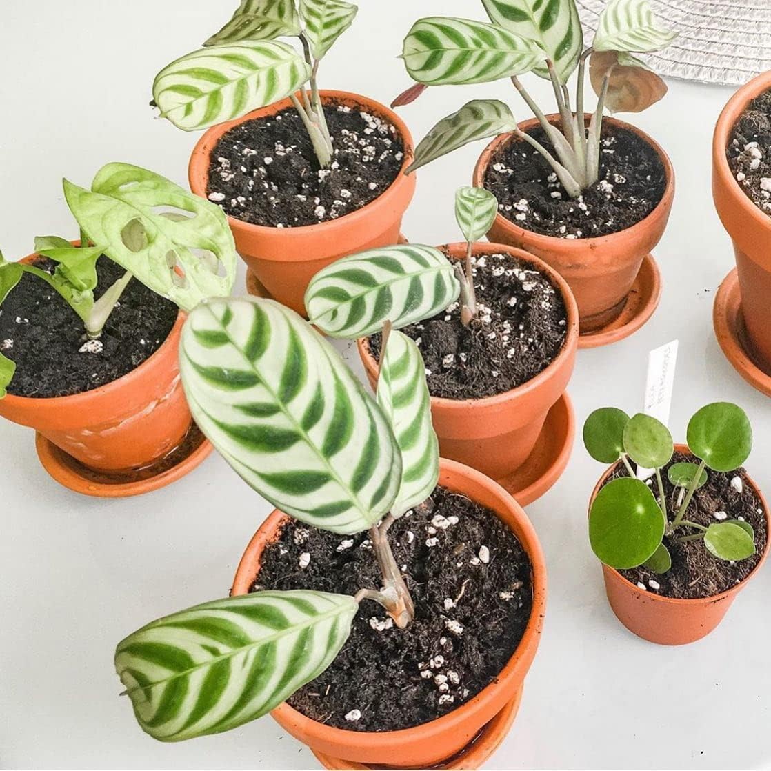 Terracotta Pots 6 Inch (4 Pack), Clay Pots for Plants with Drainage Hole and Saucer, Flower Pot with Tray, Large Terracotta Pot for Indoor Outdoor Plant